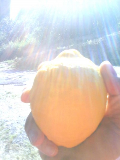En citron som jag hittade på ett träd i Sicilien