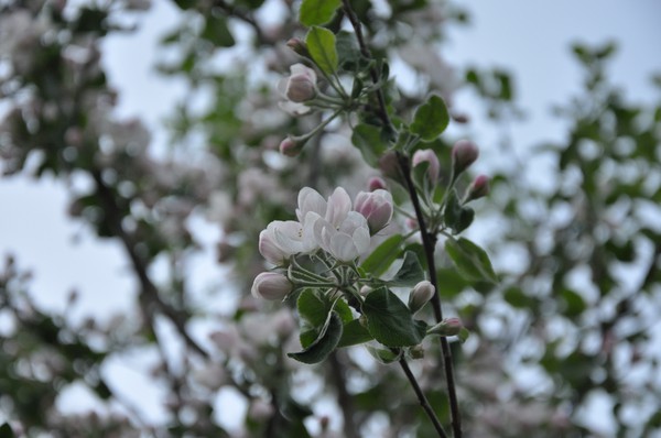 Blommande äppelträd 2012
