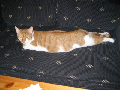 har aldrig sett en katt ligga på ett sånt här sätt :O? :)