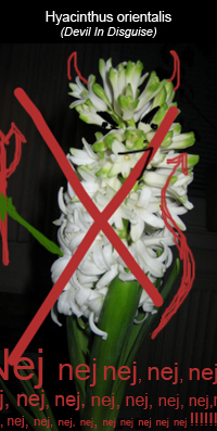 hyacintdevil
