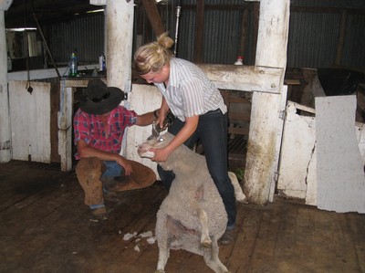 sheep shearing!
