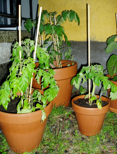 tomatplantor