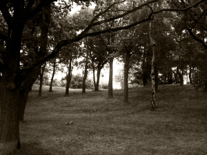 en park en sommarmorgon