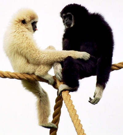 black and white monkey