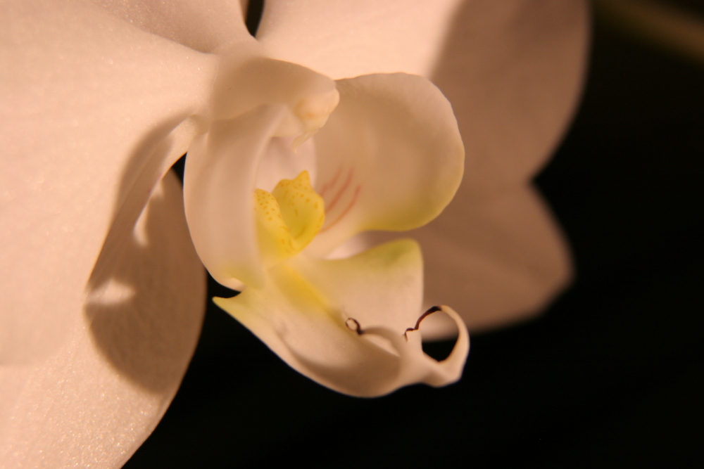Orkideé