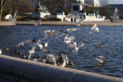 Seagulls!