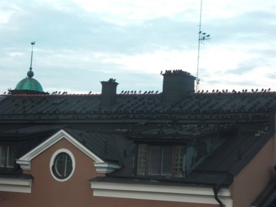 Fåglarna på andra taket.