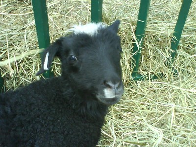Tuffs, ett lamm från förra året