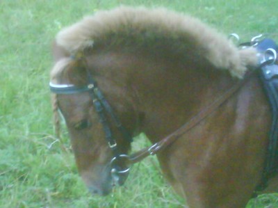 dressyr ponny