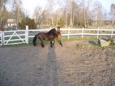 här var min  första ponny!