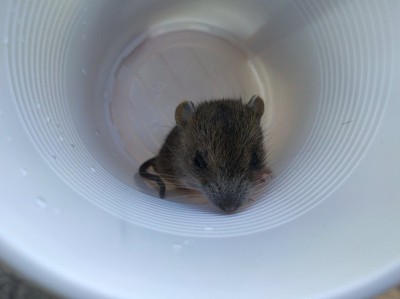Lille musen