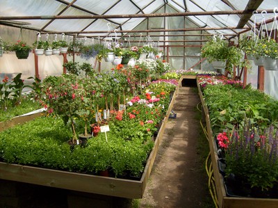Maj 2010 Lilla växthuset