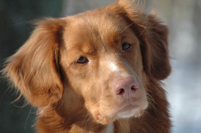 Detta är en Tollare & hon heter Krusmynta. Hon är en utav våra fyra hundar som kommer att representera denna blogg.