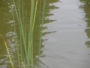 DET FANNS VILDA OSKAR (sköldpaddor) i dammen :D:D kolla där det preciiiis blir blankt i vattnet :)