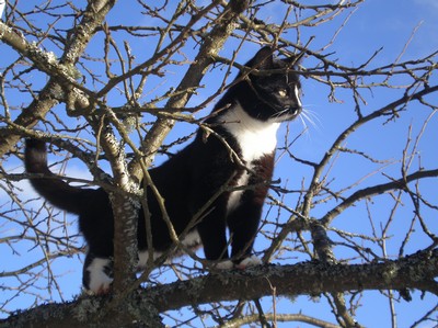Här är Maurice en kaxig trädklättrare men i ett litet plommonträd.....