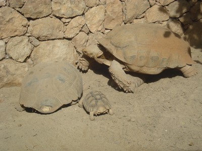 Skiit stora sköldpaddor på Fuerteventura