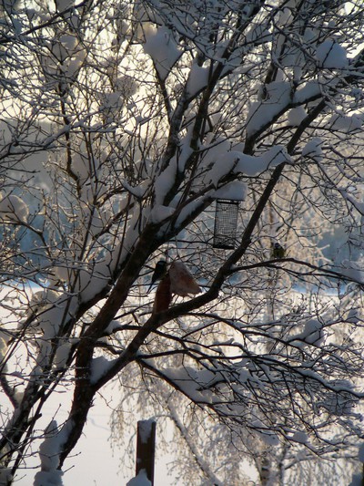 En härligt vintrigt foto från Gissjö i december..