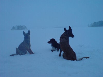 Kompisar i snöoväder nere på Visten utanför Humletorp