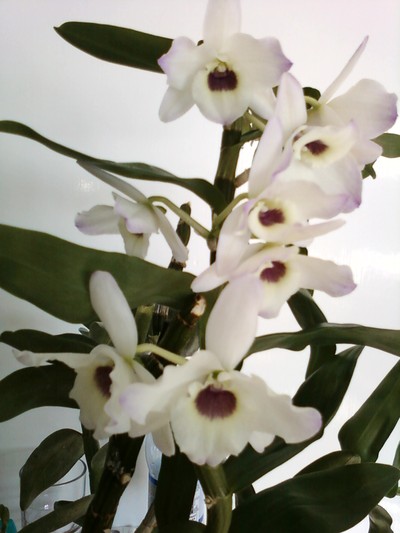 För alla er som inte trodde att orkidér kan blomma om och om igen...