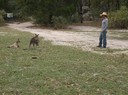Jag tamjer lite kangurus